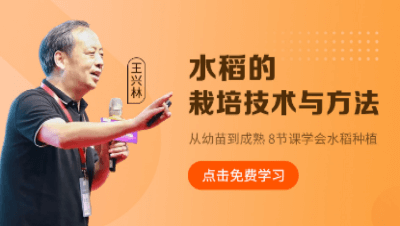 水稻的栽培技术与方法